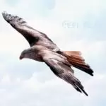 freedom 589576 340 freedom 589576 340